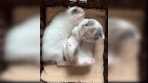 Baby Cats - Cute and Funny Cat Videos