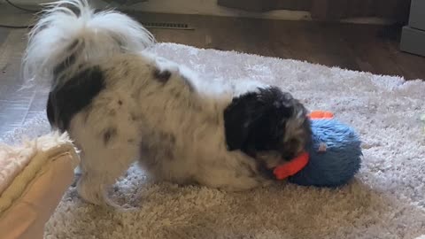 Shihtzu Tantrum