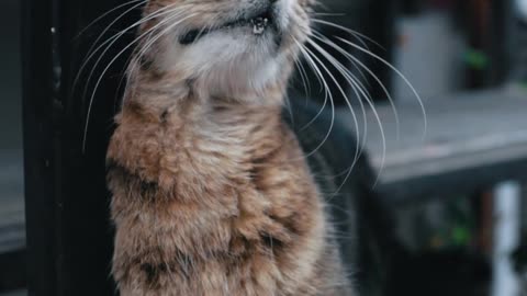 Tabby Cat Rubbing Against a Wooden Frame