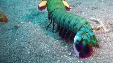 MantisShrimp