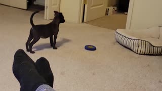 Dog Hops Like Kangaroo