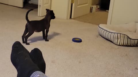 Dog Hops Like Kangaroo