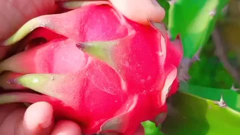 Dragon fruit harvesting