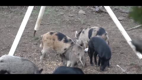 Legal hunting: Wild boars are social animals.