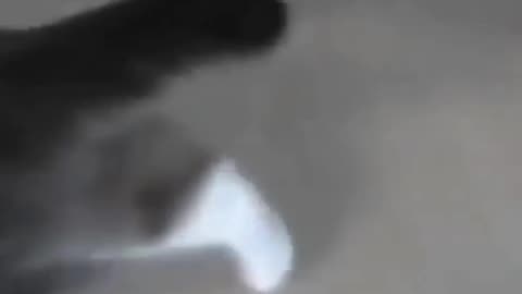 Funny cat video