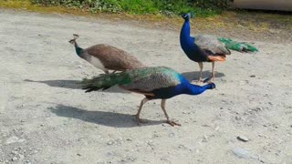 Peackocks in the car park