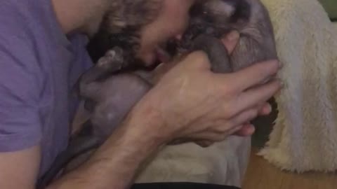 Sphynx kitten getting belly love from owner