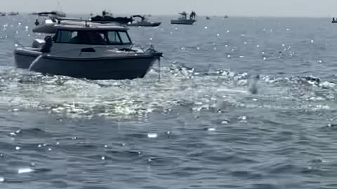 Breaching Whale Slams Boat