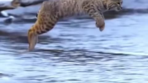 Tiger Pub Jump Viral Animals Video Clip Funny Animals