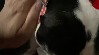 Morning lick and pet