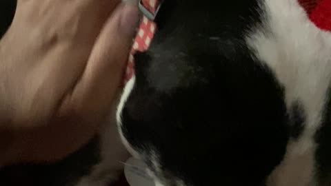Morning lick and pet