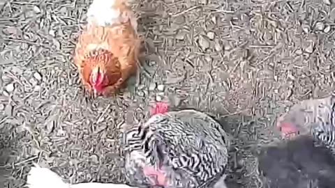 Chicken Coop Cam, they don’t want to go outside in the cold today.