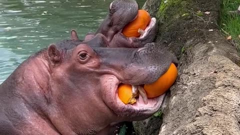 Hungry Hippos Enjoy Pumpkin Treats