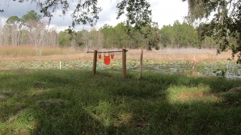 Plinking small target at 12 yards with the Walther P22Q