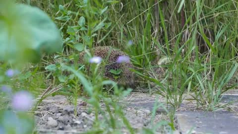 European Hedgehog facts