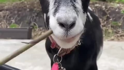 Goat speek Spanish