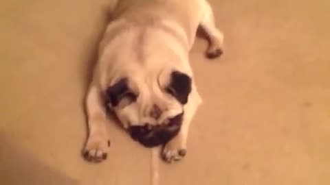 Silly Pug Severely Protests Bedtime