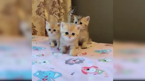 Baby Cats - Cute and Funny Cat Videos Compilation