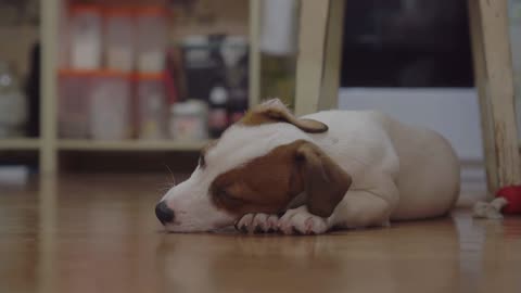 Jack Russell puppy in an apartment falls asleep on the floor