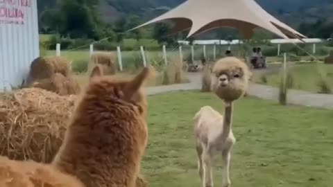 Alien extraterrestrial Alpaca