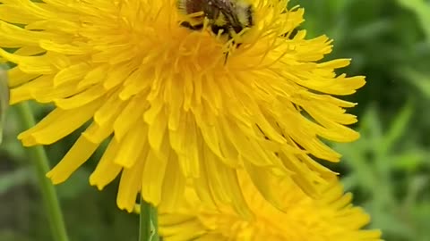 Super cute bee encounter 🐝, even when one of them flew up my dress 😂🐝.