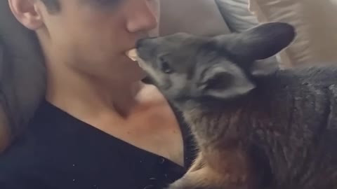 Adorable Wallaby Enjoys Breakfast Cuddle With Human Friend