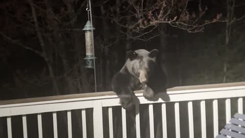 Scaring a Black Bear Off the Porch