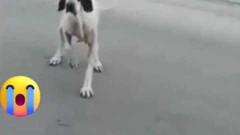 funny dog video