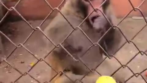 Hilarious short funny video | Angry monkey funny viral video🤣🤣🤣