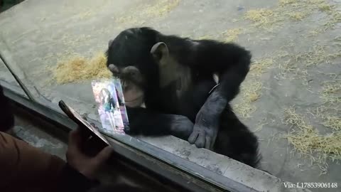 new funny animal video