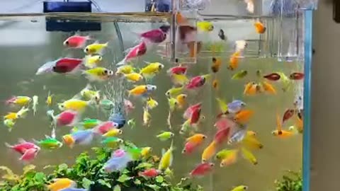 Pretty Fishes