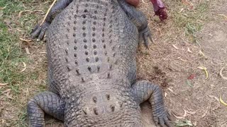 Crocodile cowboy full video