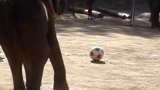 Thailand elephants playing football.