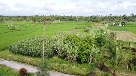 Relaxing Sundanese bamboo flute