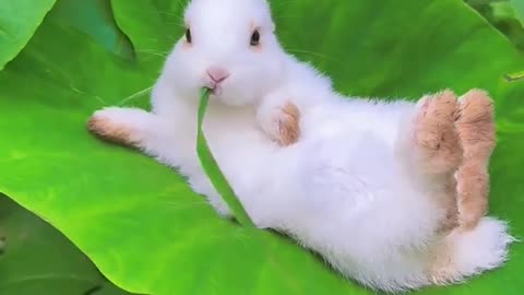 Very Beautiful Rabbit