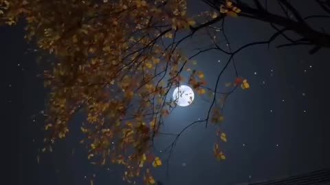 Moon View From Tree