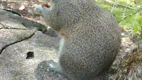 She's coming to get her pecan!!! Love her🐿️❤️