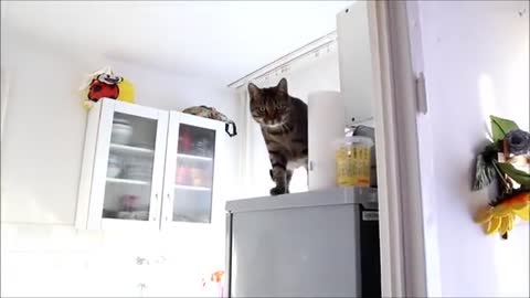 Jump Like Bobo Cat