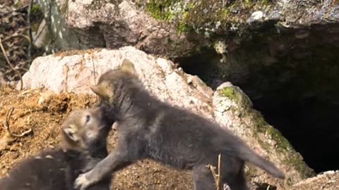 Exploring the World of Wolf Pups: Curious Beginnings in the Wild