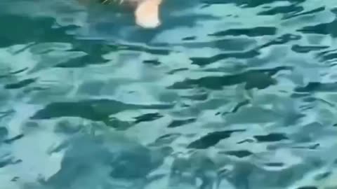 Cat baby swimming underwater