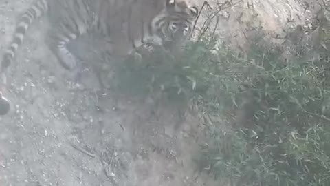 A tiger eats grass