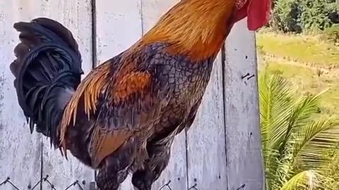 Funny Cock