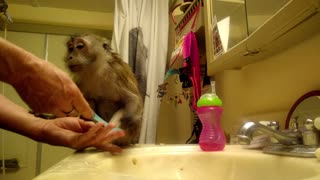 Monkey refuses to let go of owner's hand