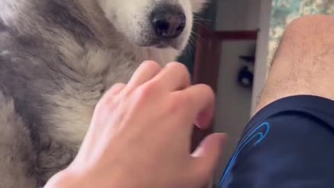 Husky Just Wants Love!