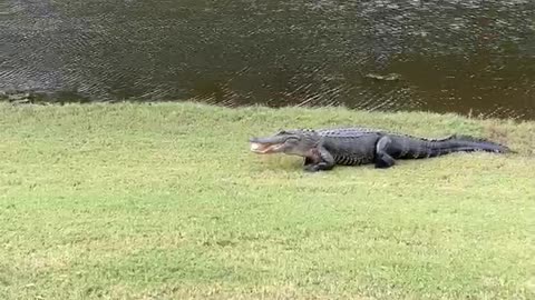Alligator Takes off with Golf Ball