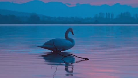Swan Bird Evening Twilight Reflexion Nature