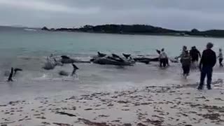 At least 51 whales have died in a mass stranding at Cheynes Beach in Western Australia