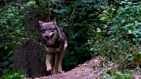 Walking wolf