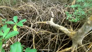 The carbon battle in Gabon's mighty mangroves