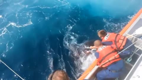 U.S. Coast Guard rescues 800-pound turtle off Jersey coast